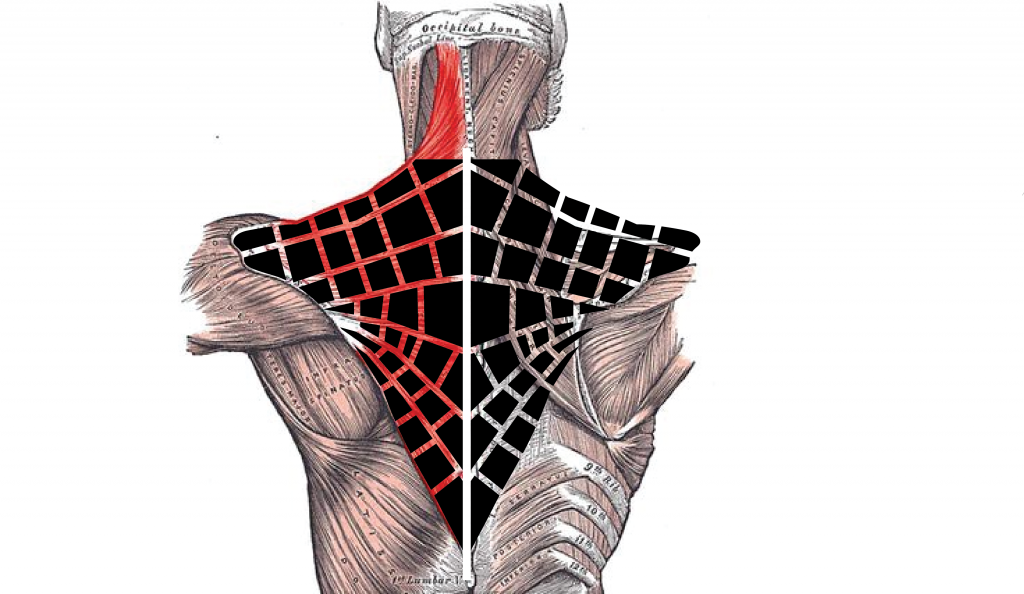 muscle_pattern